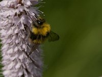 Bombus pratorum 14, Weidehommel, Saxifraga-Jan van der Straaten