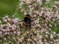 Bombus terrestris 22, Aardhommel, Saxifraga-Jan van der Straaten