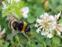 Bombus terrestris 16, Aardhommel, Saxifraga-Mark Zekhuis