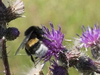 Bombus terrestris 17, Aardhommel, Saxifraga-Willem van Kruijsbergen