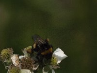 Bombus terrestris 19, Aardhommel, Saxifraga-Jan van der Straaten