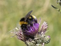 Bombus vestalis 8, Grote koekoekshommel, Saxifraga-Willem van Kruijsbergen