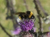 Bombus vestalis 9, Grote koekoekshommel, Saxifraga-Willem van Kruijsbergen