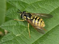 Chrysotoxum cautum 1, Grote fopwesp, Saxifraga-Ab H Baas