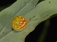 Cynips longiventris 3, Eikenstuitergalwesp, Saxifraga-Ab H Baas