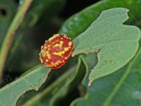 Cynips longiventris 4, Eikenstuitergalwesp, Saxifraga-Ab H Baas