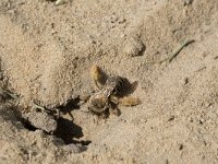 Dasypoda hirtipes 25, Pluimvoetbij, Saxifraga-Willem van Kruijsbergen