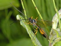 Dusona 01 #08451 : Dusona