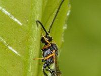 Dusona sp 3, Saxifraga-Ab H Baas