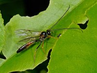 Dusona sp 5, Saxifraga-Ab H Baas