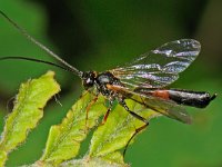 Dusona sp 6, Saxifraga-Ab H Baas