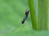 Formica fusca 10, Grauwzwarte renmier, Saxifraga-Tom Heijnen