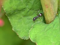 Formica fusca 8, Grauwzwarte renmier, Saxifraga-Tom Heijnen