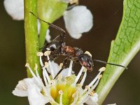 Formica pratensis 1, Zwartrugbosmier, Saxifraga-Ab H Baas