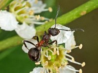 Formica pratensis 2, Zwartrugbosmier, Saxifraga-Ab H Baas