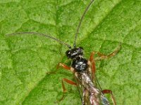 Ichneumonidae sp 19, Saxifraga-Ab H Baas
