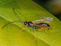 Ichneumoninae sp 4, Saxifraga-Ab H Baas