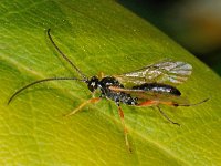 Ichneumoninae sp 4, Saxifraga-Ab H Baas