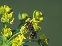 Lasioglossum calceatum 2, Gewone geurgroefbij, female, Saxifraga-Frits Bink