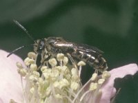 Lasioglossum calceatum 4, Gewone geurgroefbij, male, stypolised, Saxifraga-Pieter van Breugel