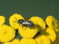 Lasioglossum leucozonium