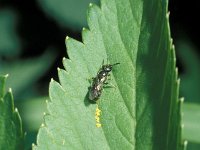 Lasioglossum morio 2, Langkopsmaragdgroefbij, female, Saxifraga-Frits Bink