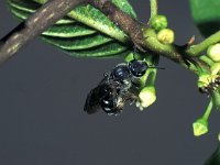 Lasioglossum sexnotatum 1, Zesvlekkige groefbij, female, Saxifraga-Frits Bink