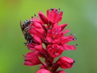 Lasioglossum sexnotatum 6, Zesvlekkige groefbij, Saxifraga-Tom Heijnen