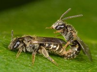 Lasioglossum sexstrigatum 1, Gewone franjegroefbij, Saxifraga-Ab H Baas