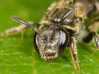 Lasioglossum sexstrigatum 2, Gewone franjegroefbij, Saxifraga-Ab H Baas