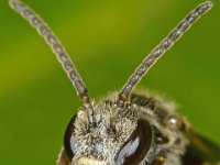 Lasioglossum sexstrigatum 3, Gewone franjegroefbij, Saxifraga-Ab H Baas