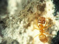 Lasius flavus 3, Gele weidemier, Saxifraga-Frits Bink