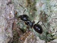 Lasius fuliginosus #04227 : Lasius fuliginosus, Glanzende houtmier