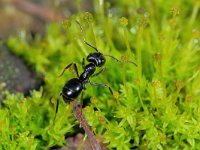 Lasius fuliginosus 11, Vlinderstichting-Ab H Baas