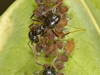 Lasius fuliginosus 14, Saxifraga-Ab H Baas