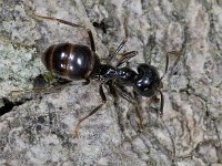 Lasius fuliginosus #04249 : Lasius fuliginosus, Glanzende houtmier