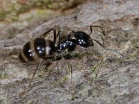 Lasius fuliginosus #04274 : Lasius fuliginosus, Glanzende houtmier