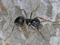 Lasius fuliginosus #11684 : Lasius fuliginosus, Glanzende houtmier