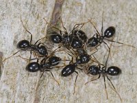 Lasius fuliginosus #11691 : Lasius fuliginosus, Glanzende houtmier