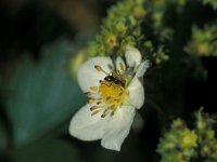 Lasius niger 8, Zwartbruine wegmier, Saxifraga-Frits Bink