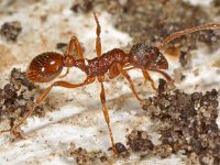 Leptothorax nylanderi 2, Saxifraga-Ab H Baas