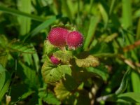 Liposthenes glechomae 4, Hondsdrafbesjesgalwesp, Saxifraga-Ed Stikvoort