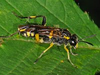 Macrophya montana 3, female, Saxifraga-Ab H Baas