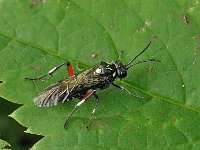 Macrophya punctumalbum 1, Saxifraga-Ab H Baas