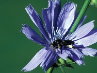 Macropis europaea 1, Gewone slobkousbij, female, Saxifraga-Frits Bink