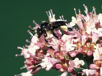 Macropis europaea 3, Gewone slobkousbij, male, Saxifraga-Frits Bink