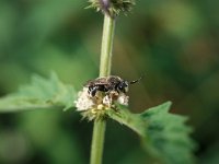 Macropis europaea 5, Gewone slobkousbij, male, Saxifraga-Pieter van Breugel