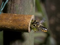 Megachile centuncularis 11, Tuinbladsnijder, Saxifraga-Pieter van Breugel