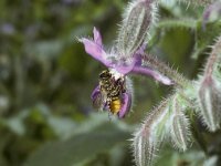 Megachile centuncularis 20, Tuinbladsnijder, Saxifraga-Pieter van Breugel