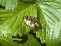 Megachile centuncularis 4, Tuinbladsnijder, Saxifraga-Pieter van Breugel